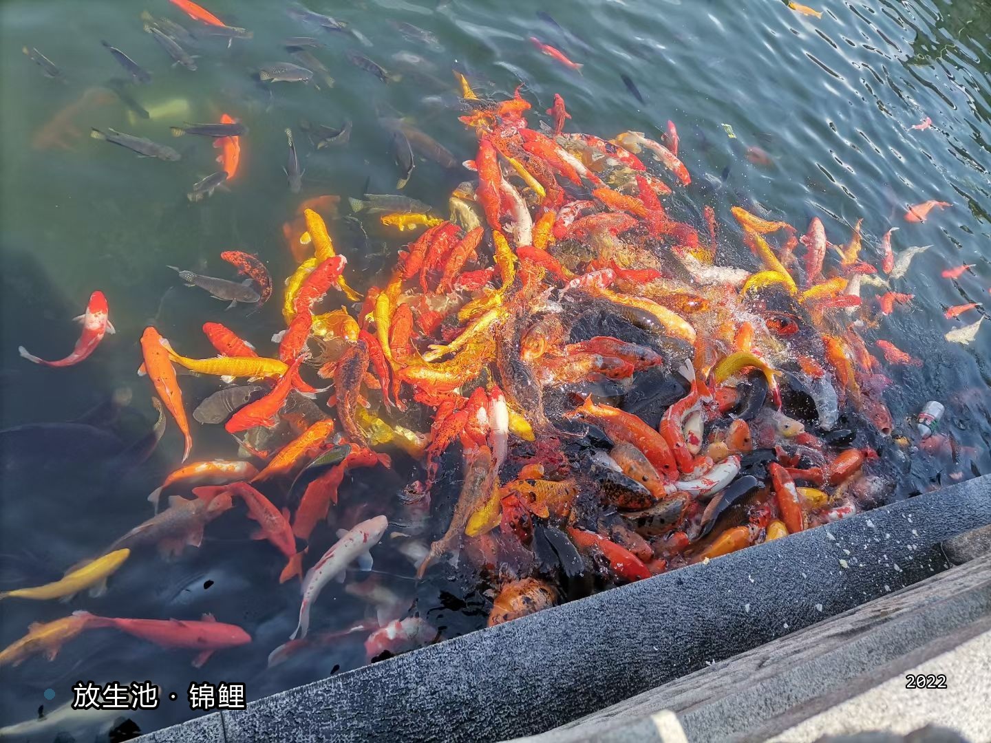 西樵山22-6-锦鲤池.jpg