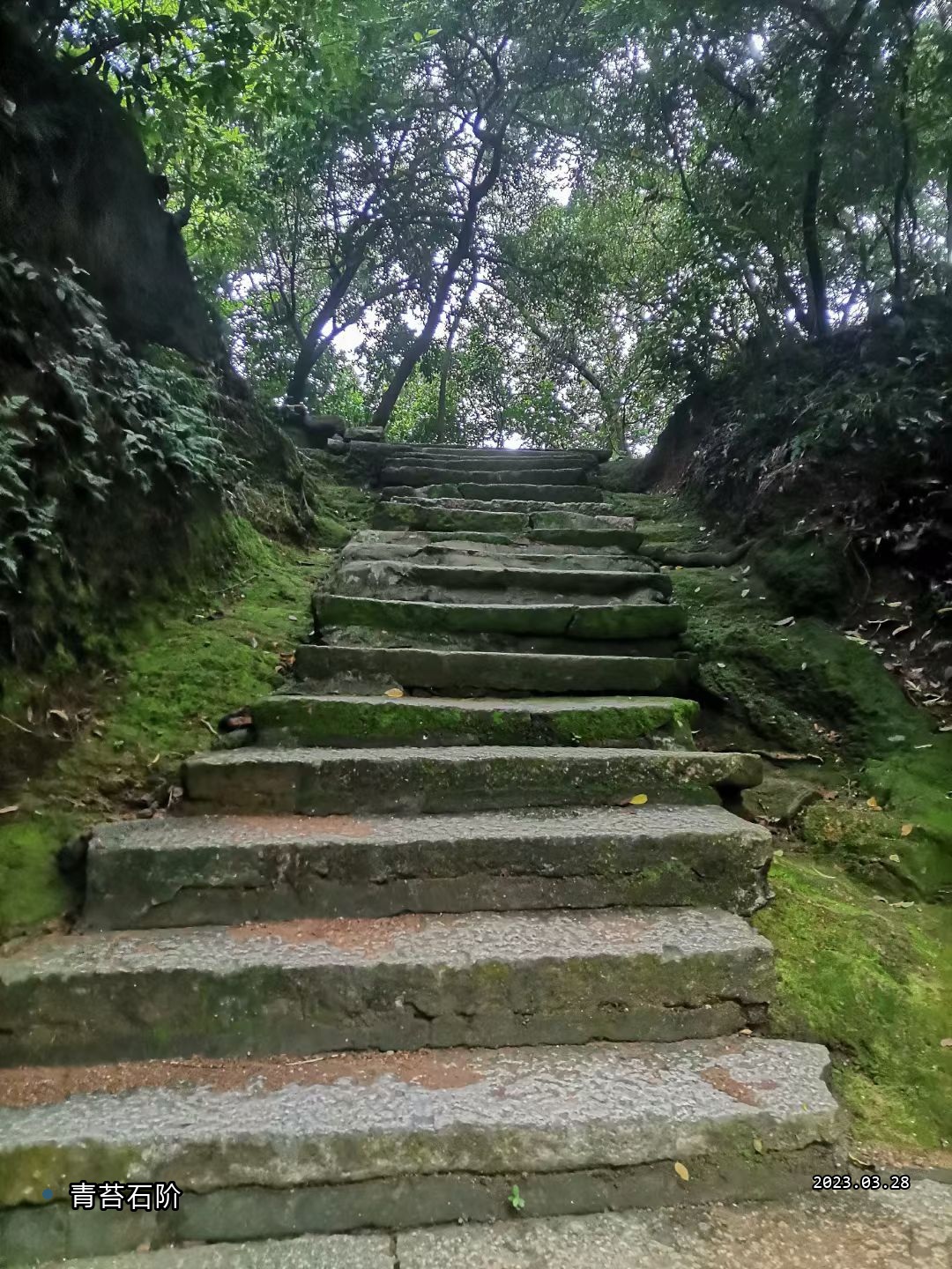 西樵山230328-2-青苔石阶.jpg